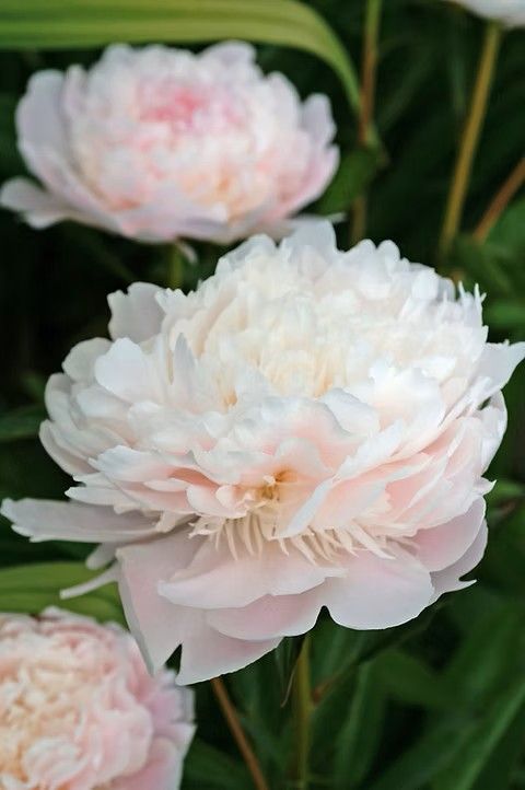 Peony &#39;Pecher&#39; 2 gal