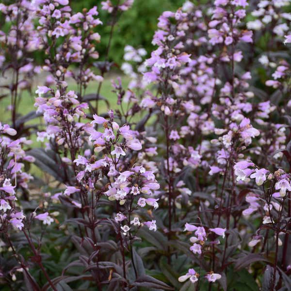 Penstemon &#39;Blackbeard&#39; Beardtongue 2 gal