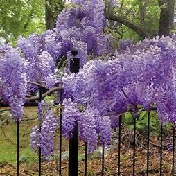 Wisteria &#39;Blue Moon&#39; 2&#39; potted