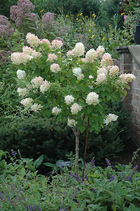 Hydrangea Standard &#39;Limelight&#39; 3-4&#39; 7 gal PW
