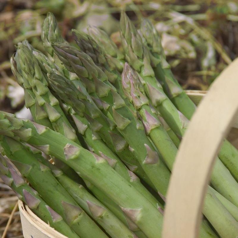 Asparagus &#39;Millenium&#39;