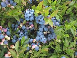 Blueberry &#39;Vaccinium angustifolium&#39; 1 gal