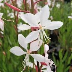 Gaura &#39;Whirling Butterflies&#39; 4&quot;