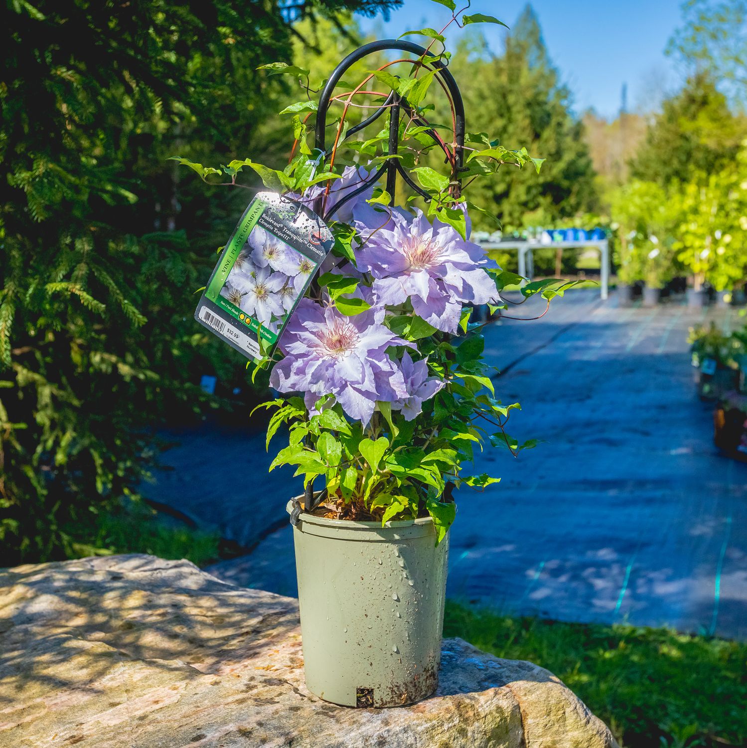 Clematis &#39;Tranquilite&#39; 1 gal