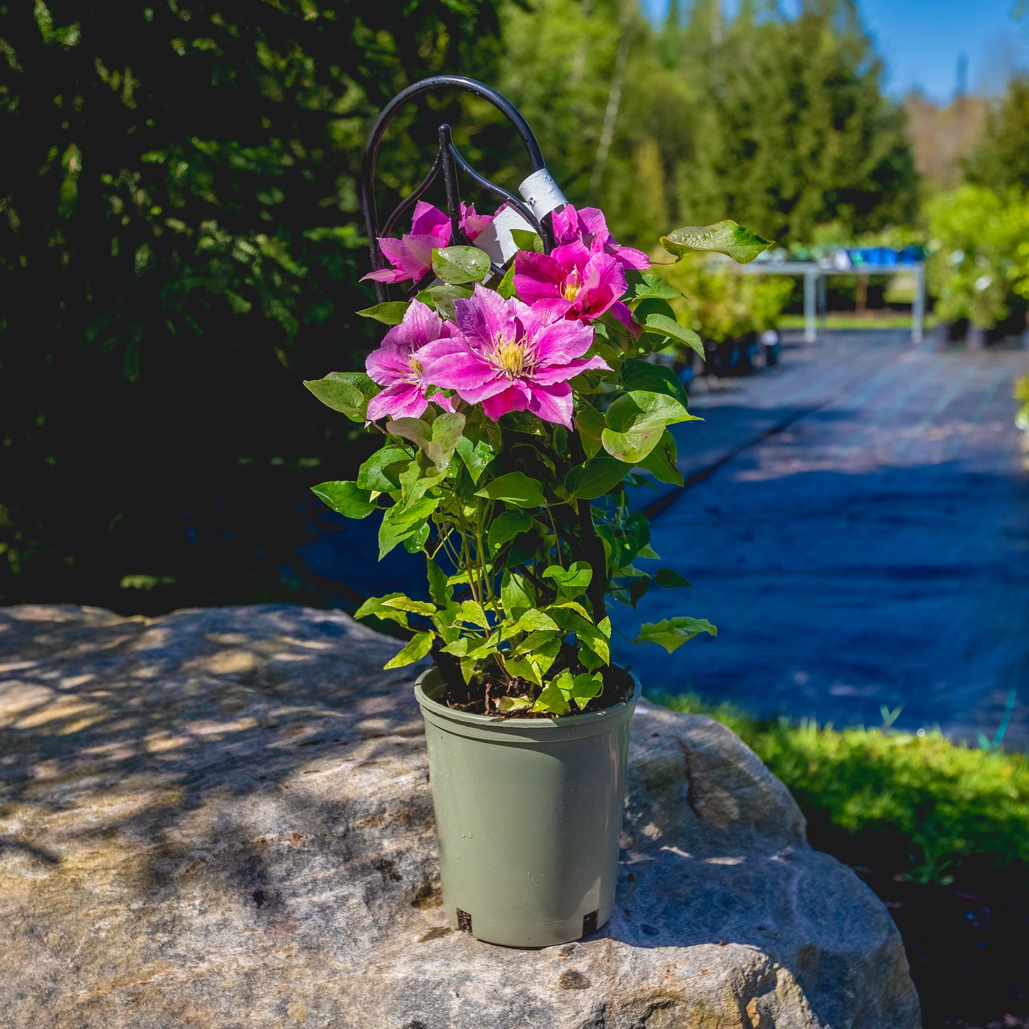 Clematis &#39;Vicki&#39; 1 gal