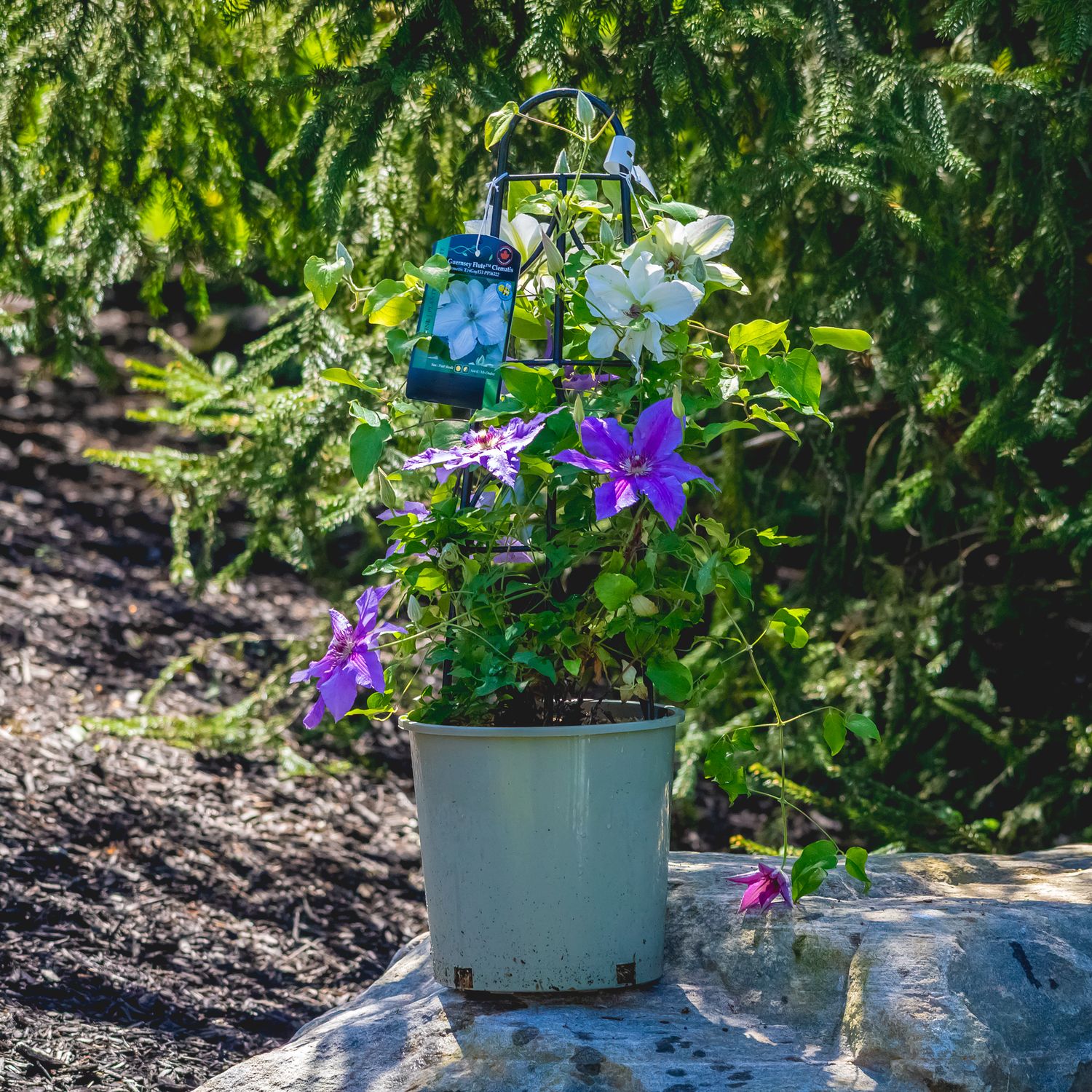 Clematis &#39;Guernsey Flute&#39; 1 gal