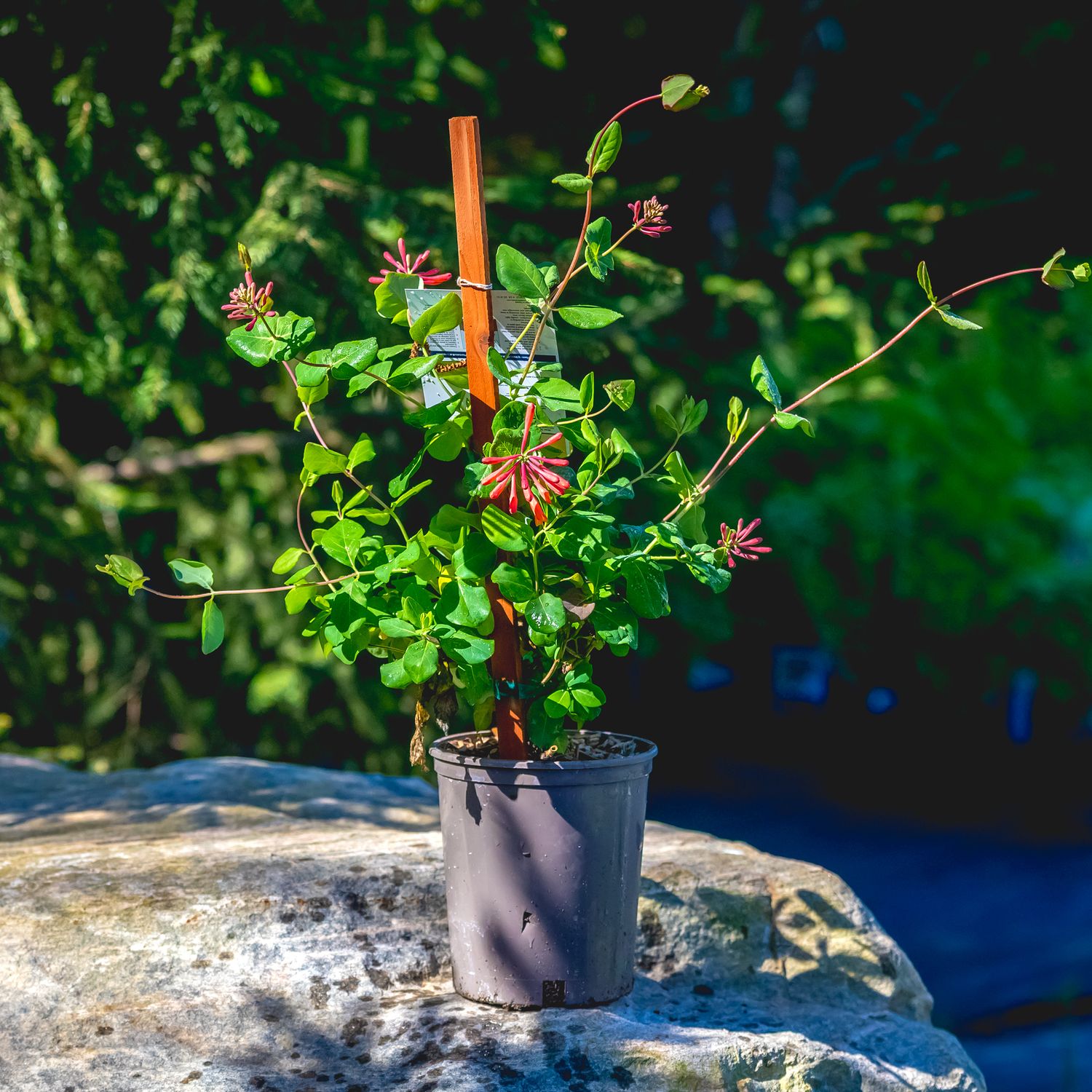 Honeysuckle Vine &#39;Dropmore Scarlet&#39; 1 gal