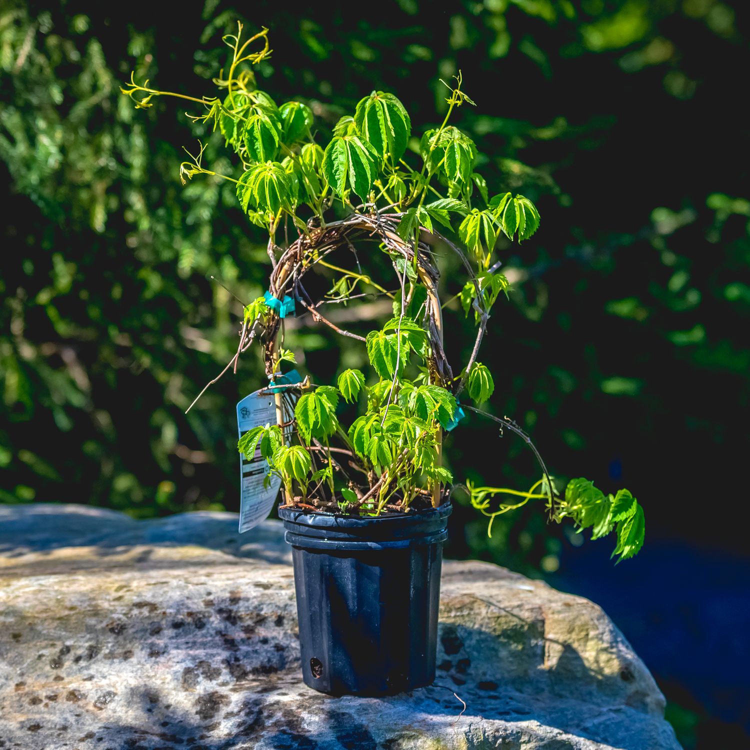 Virginia Creeper &#39;engelmanii&#39;, Size: 1 gal