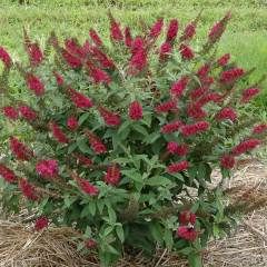 Butterfly Bush &#39;Miss Molly&#39; 2 gal PW