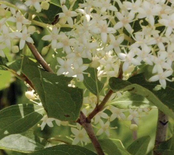 Dogwood &#39;Gray&#39; 2 gal