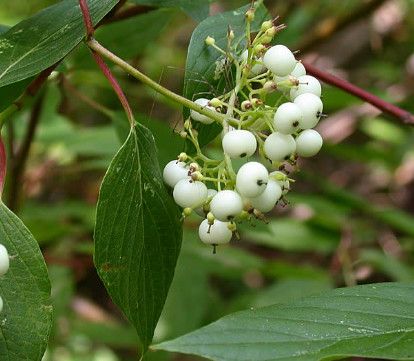 Dogwood &#39;Red Osier&#39; - 1 gal