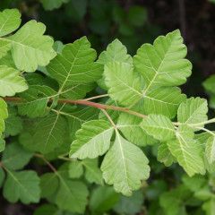 Fragrant Sumac  2 gal