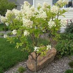 Hydrangea Standard &#39;Limelight&#39; 7 gal PW