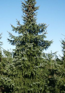 Serbian Spruce 3 gal potted
