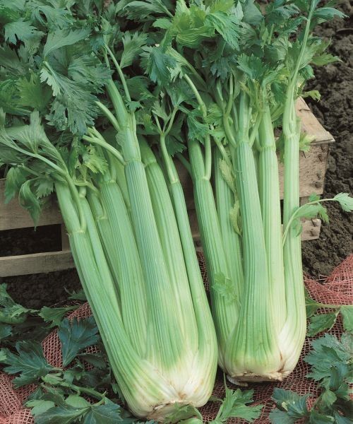 Celery &#39;Giant Pascal&#39; 4 cell pack