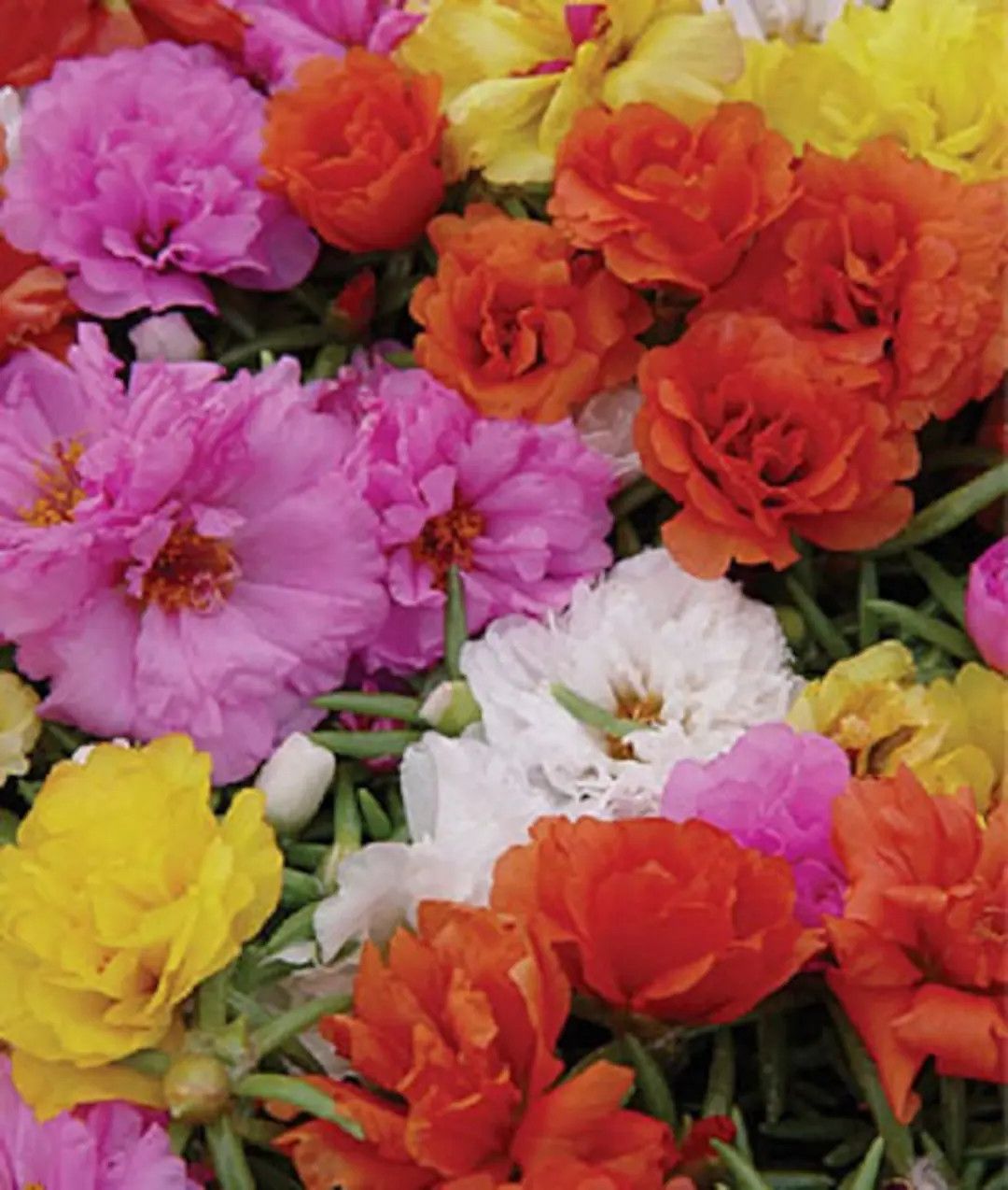 Portulaca &#39;Sundial Mix&#39; 4&quot;