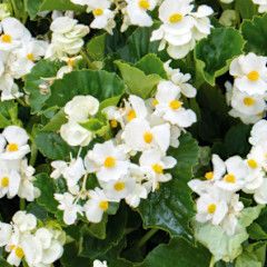10&quot; Patio Pot Dragon Wing Begonia - white