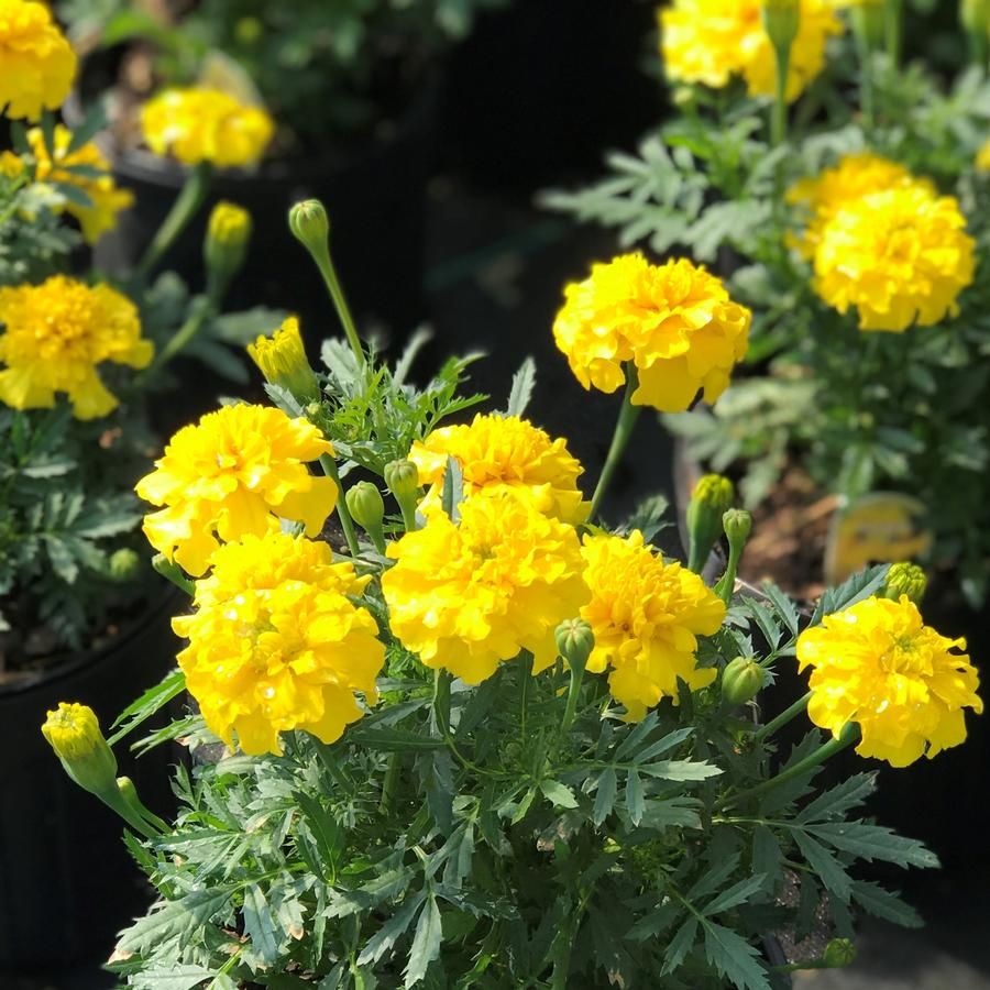10&quot; pot Assorted Marigold