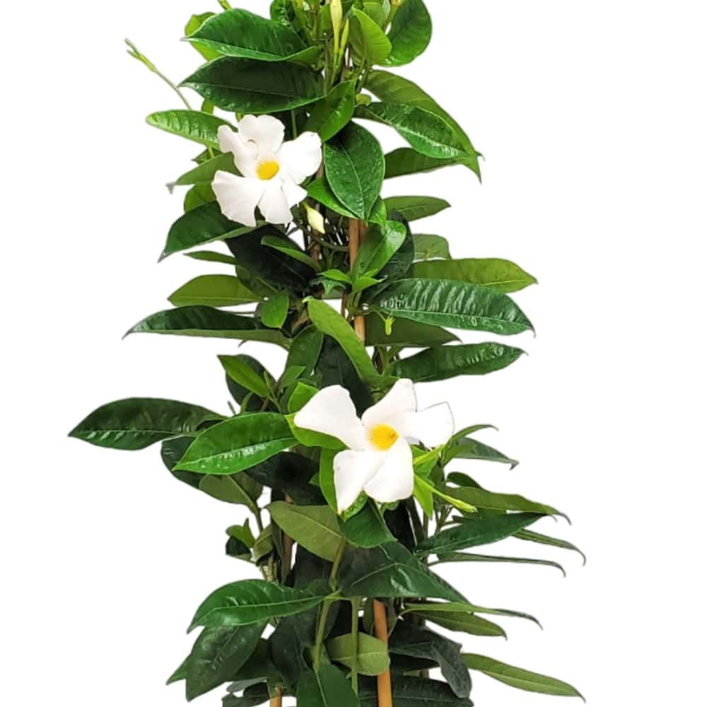 Dipladenia Trellis 14&quot; White