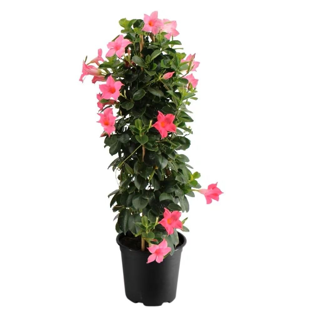 Dipladenia Trellis 14&quot; Pink