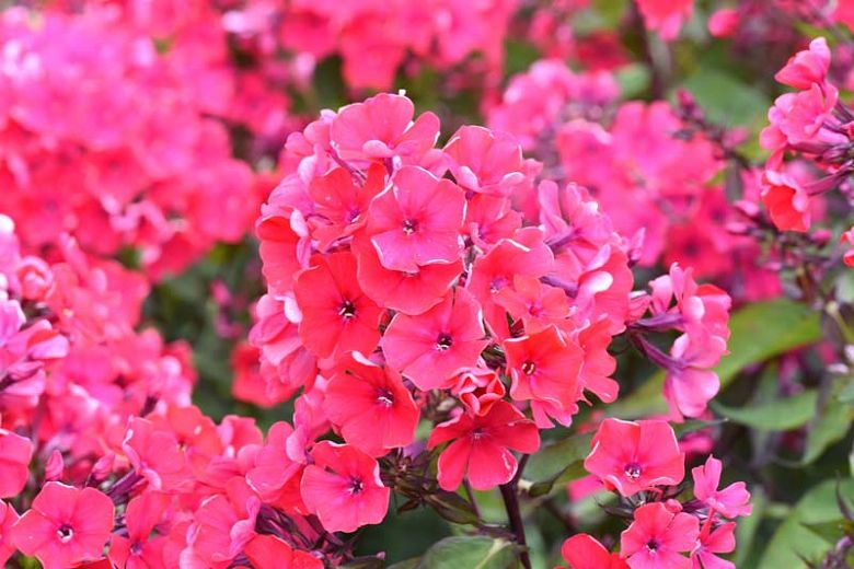 Garden Phlox &#39;Starfire&#39;, Size: 1 gal
