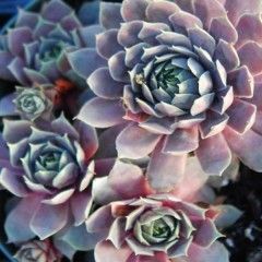 Hens and Chicks - Sempervivum Pacific Blue Ice 4"