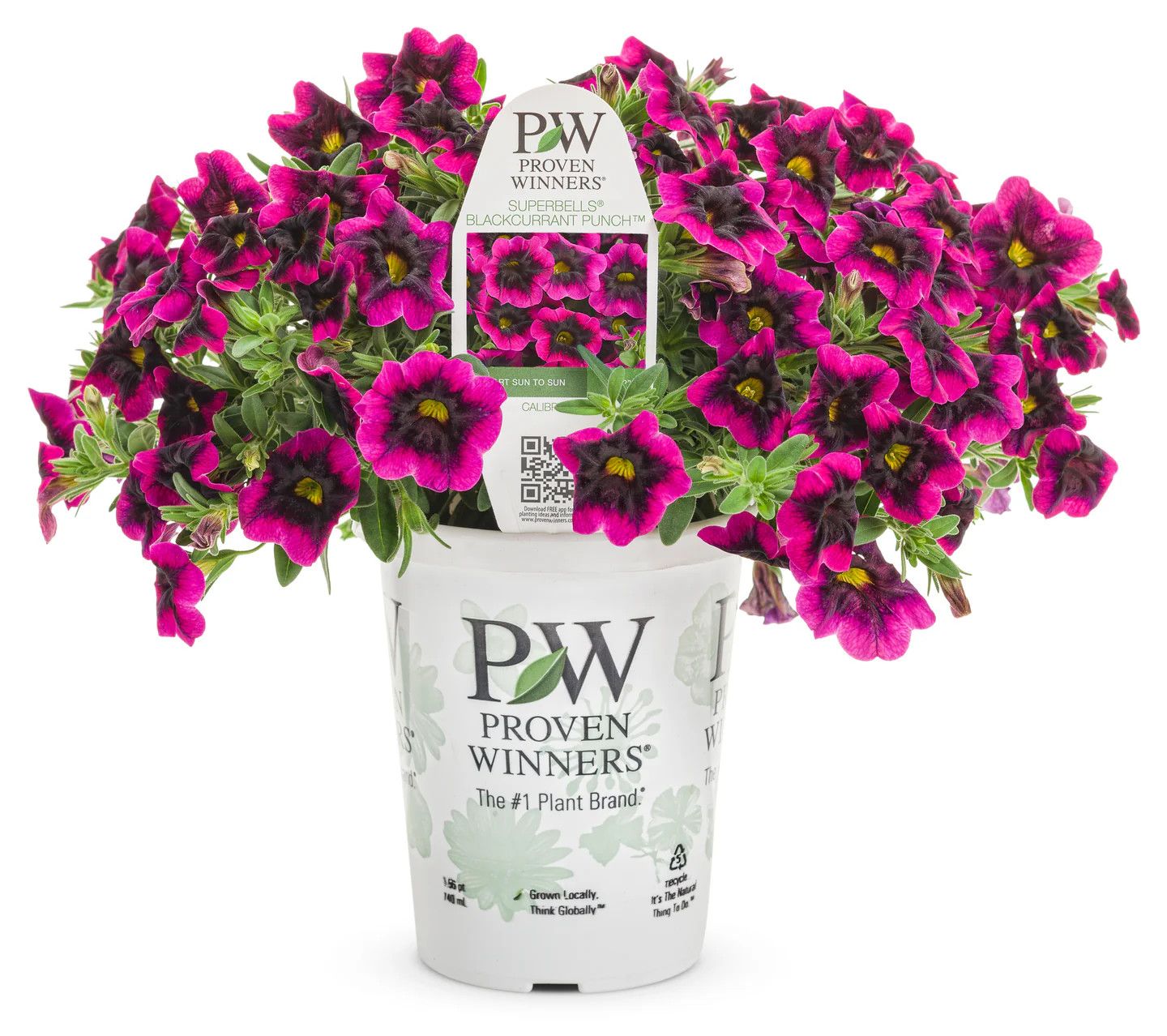 Million Bells Superbells Blackcurrant Punch 4&quot; PW