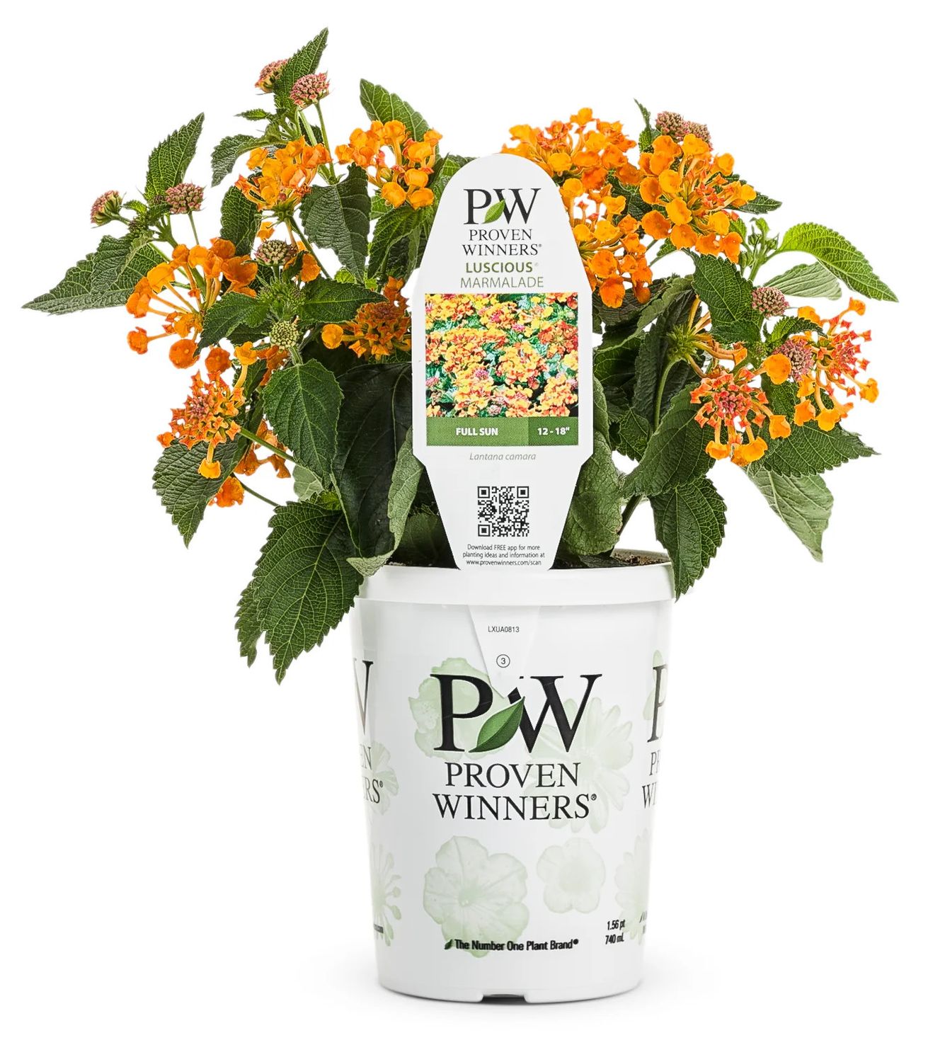 Lantana Luscious Marmalade PW 4&quot;