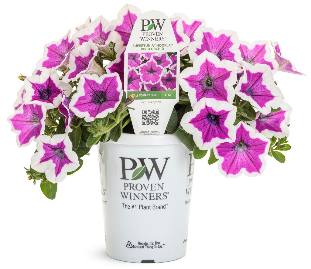 Petunia Supertunia 4&quot; PW, Color: Hoopla Vivid Orchid