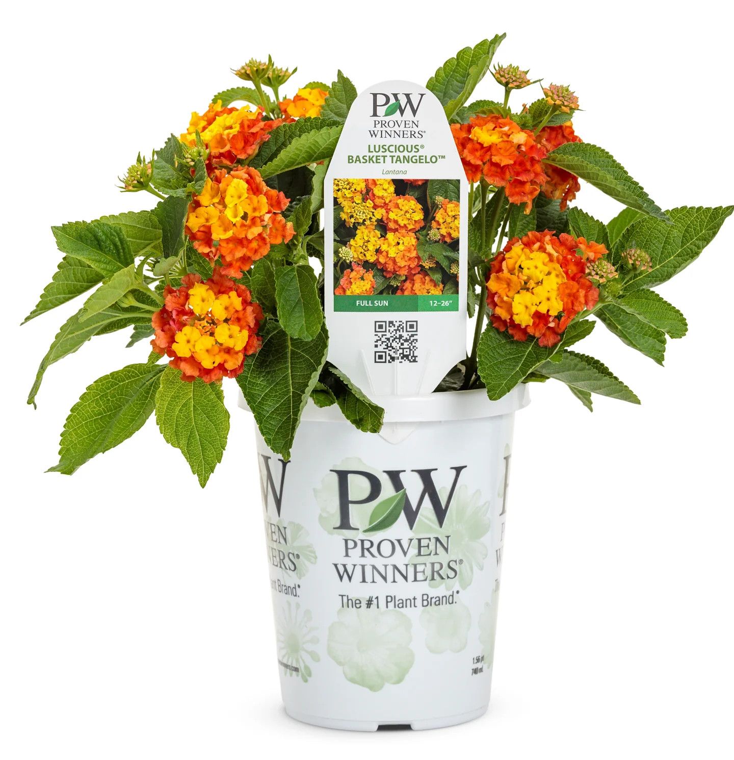 Lantana Luscious Tangeglow PW 4&quot;
