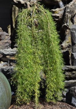 Peashrub &#39;Standard Walker&#39;s Weeping&#39; 3&#39; 7 gal