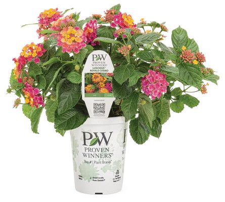 Lantana Luscious Royale Cosmos PW 4&quot;