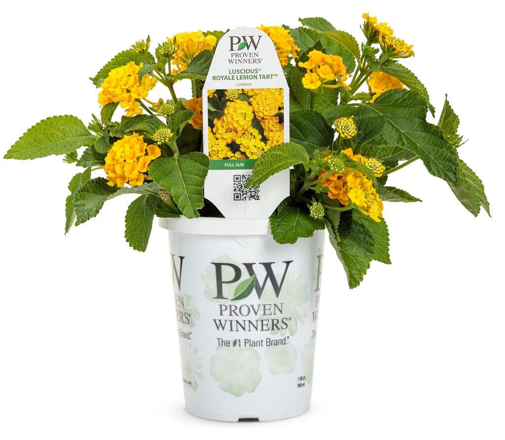 Lantana Luscious Royale Lemon Tart PW 4&quot;
