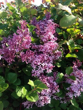 Lilac &#39;Dwarf Korean&#39; Standard - potted, Size: 7 gal