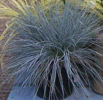 Fescue &#39;Cool as Ice&#39; - 1 gal