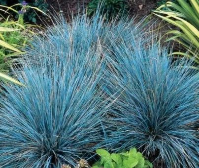 Fescue &#39;Select&#39; - 1 gal