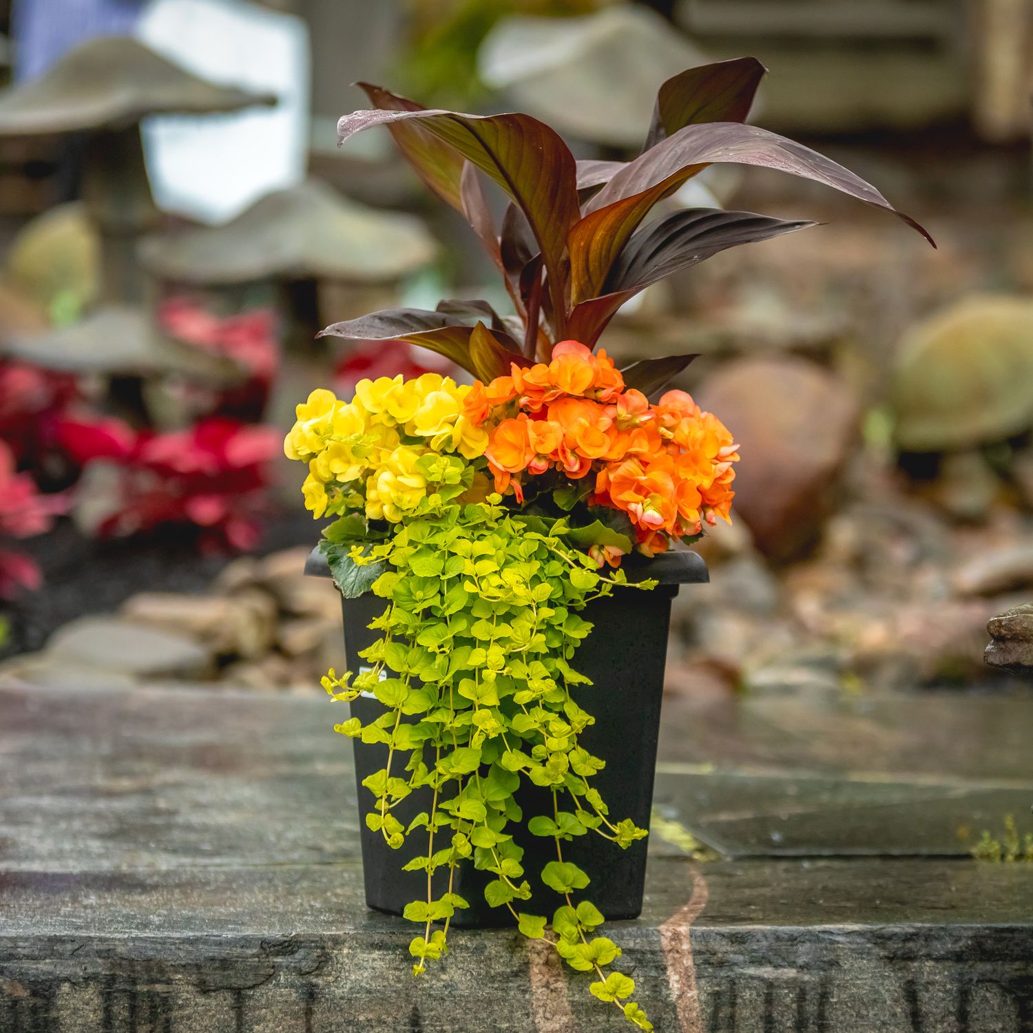 10&quot; Tall Square Begonia Mixed Planter