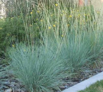 Blue Oat Grass &#39;Sapphire&#39; 2 gal