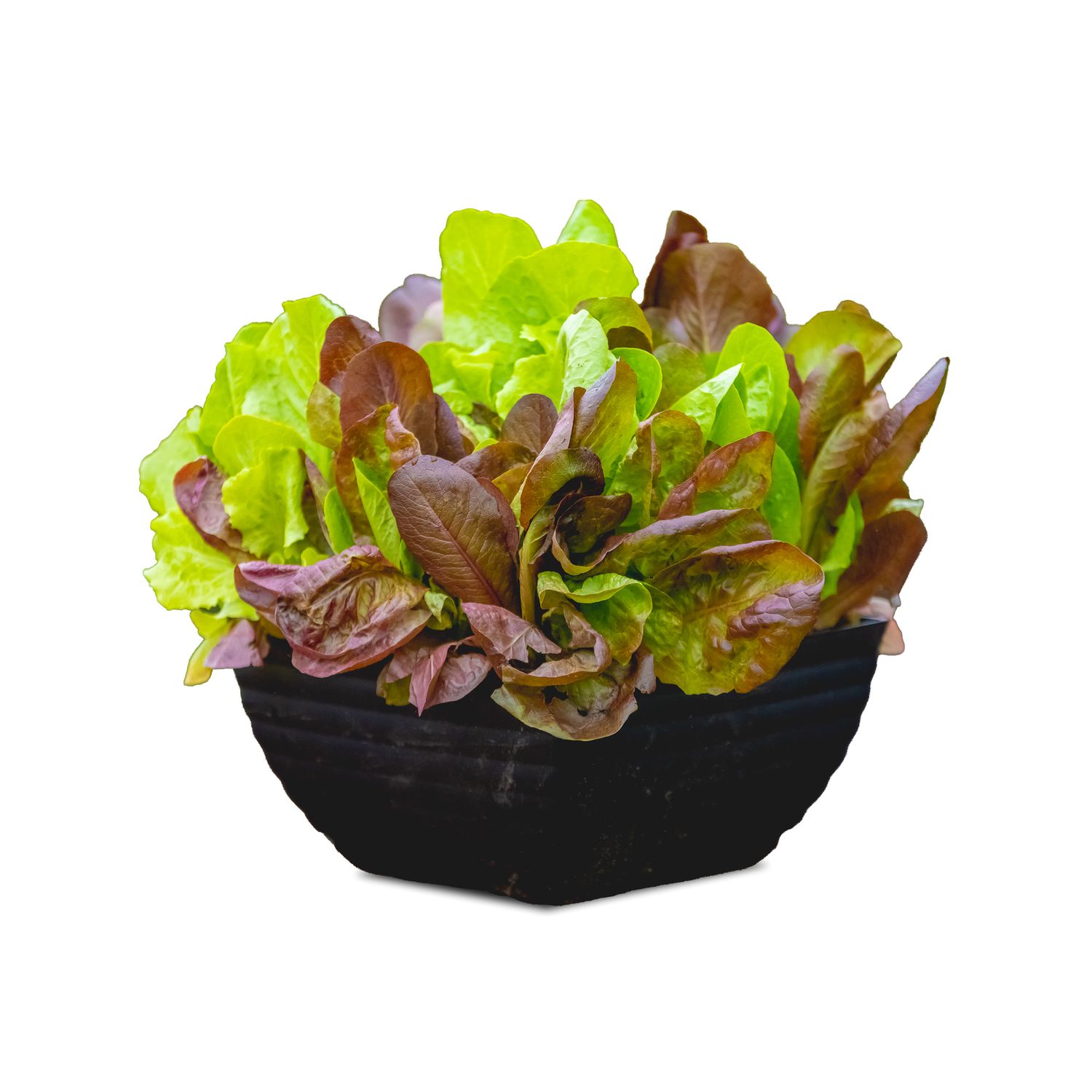 Simply Salad Bowl 12"