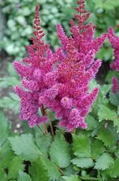 Astilbe &#39;Visions&#39; 1 gal