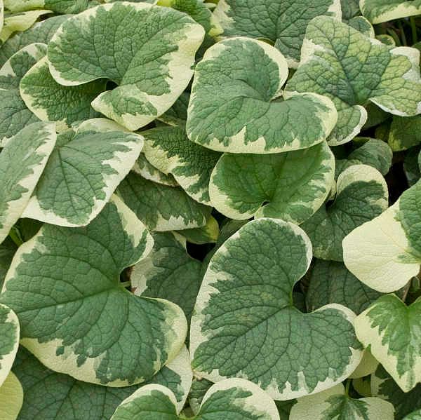 Brunnera &#39;Varigated &#39; Siberian Bugloss 1 gal