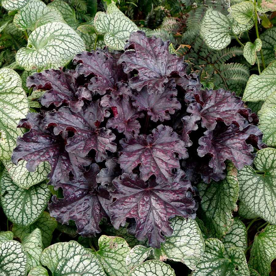 Coral Bells 'Heuchera Forever Midnight' 1 gal