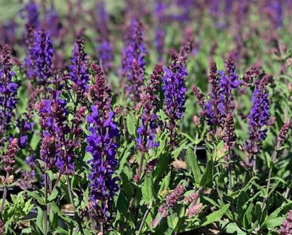 Perennial Sage &#39;Salvia Dark Matter&#39; 1 gal