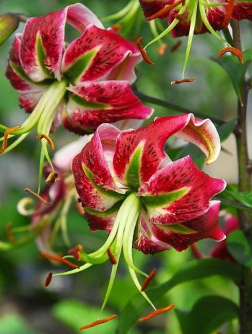 Lily &#39;Oriental Black Beauty&#39; 1 gal