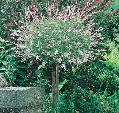 Dappled Willow Standard &#39;Hakuro Nishiki&#39; - 7 gal - potted