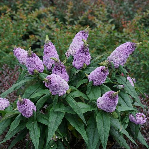Dwarf Butterfly Bush &#39;Amethyst&#39; PW 2 Gal