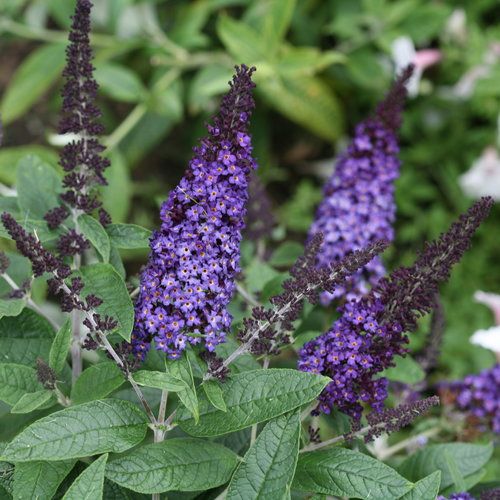 Dwarf Butterfly Bush &#39;Pugster Blue&#39; PW 2 Gal
