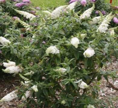 Dwarf Butterfly Bush &#39;Pugster White&#39; PW 2 Gal