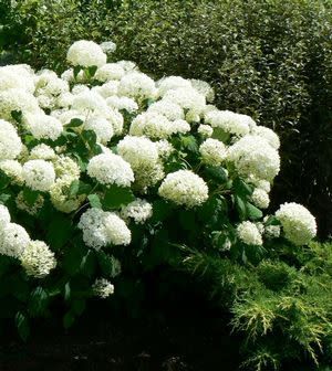 Hydrangea &#39;Annabelle&#39; 2 gal