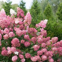 Hydrangea &#39;Fire Light PW&#39; 3 Gal